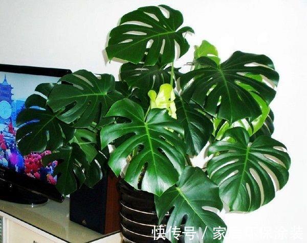 叶片|龟背竹有3个喜好,满足它,叶片更肥大,油绿发亮美观大气