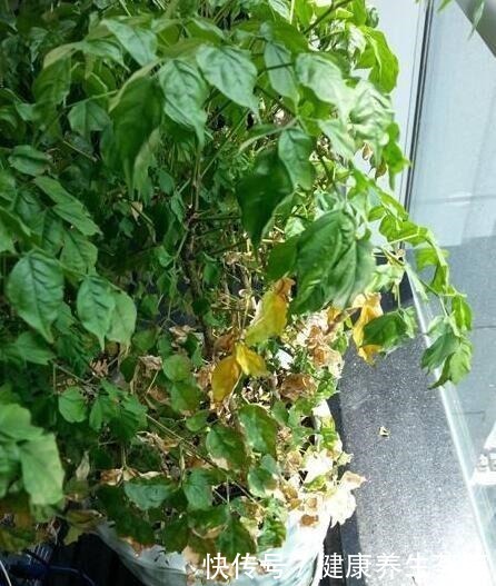 家养幸福树,只需“5招”,枝芽蹭蹭冒出来,油绿旺盛,成镇宅树!