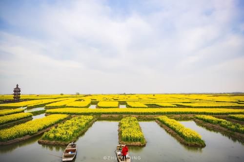 江苏壮观的水上油菜花海，是全球四大花海之一，一到春天游客爆满