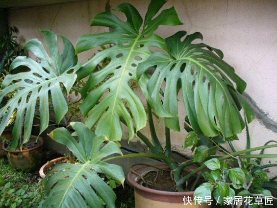 二手烟|吸烟有害健康,这几种花可是救命稻草呢,还不赶快养起来