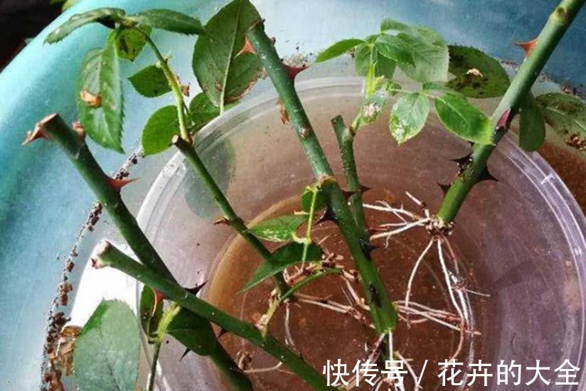 秋天降温后，5种花赶紧扦插，不黑腐生根快，一盆轻松变多盆