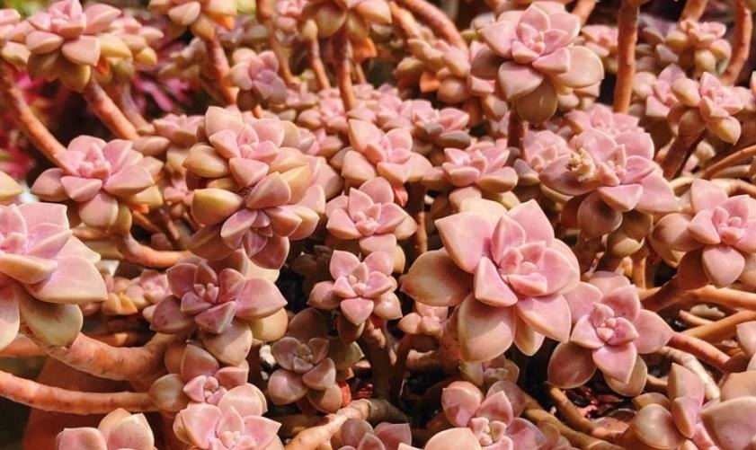 天气热温度高，多肉缺水也不敢浇？来看看有经验的肉友是怎么做的