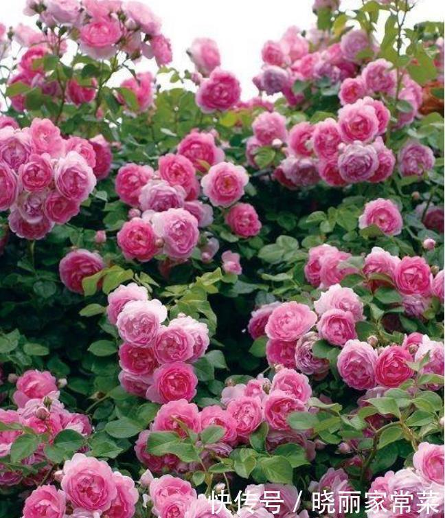 长生长|家养此款花卉，开花勤爱爆盆，一年四季花开不停，开花量大