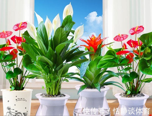 寓意吉祥的“五种花”，好养又吉祥，是打造高端家居的不二选择