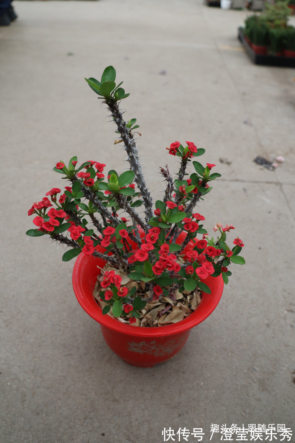 滴水观音|4种“伤人花”,有人经常养,摆在家里高处,那叫一个漂亮!