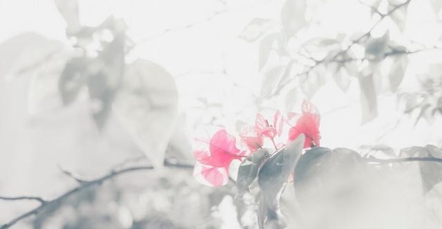 弟弟|诗文多奇字的宋祁他的风花雪月活出了无数人向往的生活