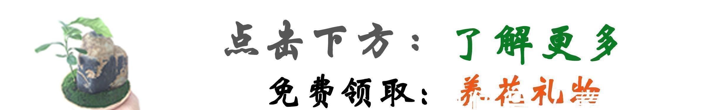青苔|马路边常见“3种草”,养花盆里变“盆景”,好看又值钱!