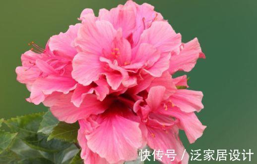 四季|农历7月23号起，最适合养这些花，花儿满盆蹿，四季繁花似锦