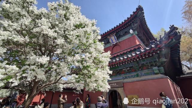 丁香盛开智化寺