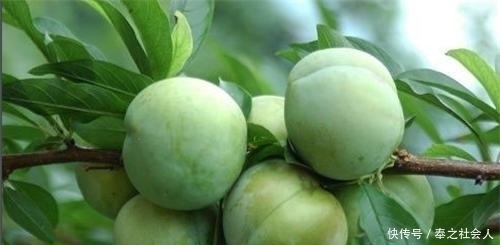 苹果|古代苹果不叫“苹果”,而是有一个很唯美的名字,日本至今还在用