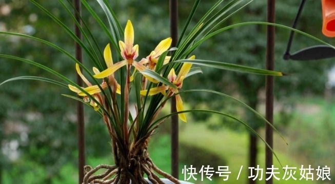 别发愁,养花不会施肥啦,用这3样有机肥,好用又不烧根