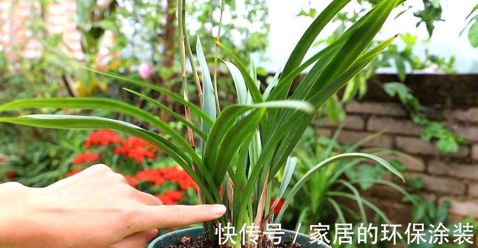 秋天养兰花,两个动作催一催,新芽花芽一起长,清香淡雅