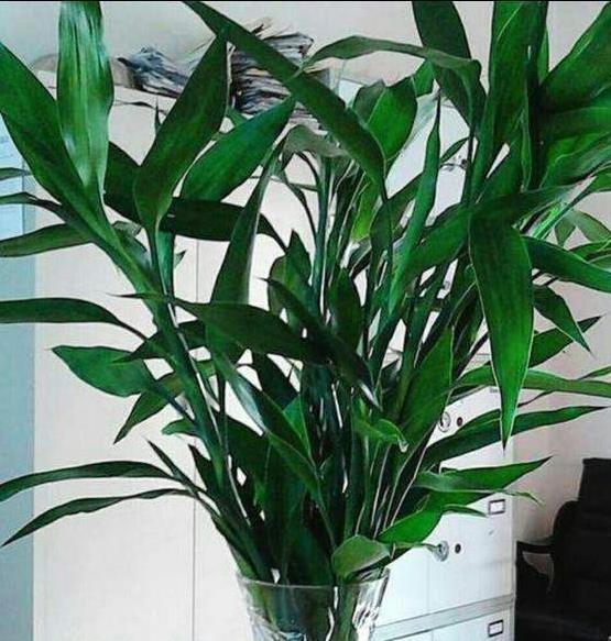 浇花|一毛钱的小东西，碾碎了浇花长势壮，扦插生根快，开花一倍