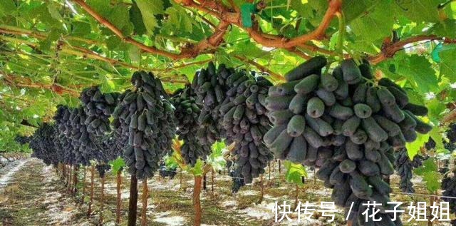 有院子的朋友,不要错过这种果树,不怕旱不怕晒,好吃还好看!