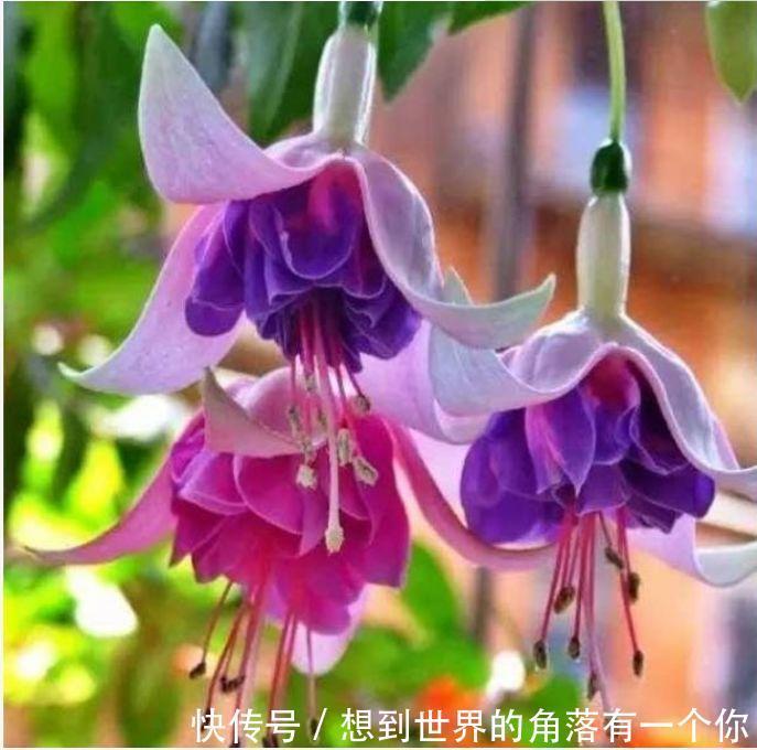 3种花养家里，惹人喜爱，给点水就长得好，开花不断！