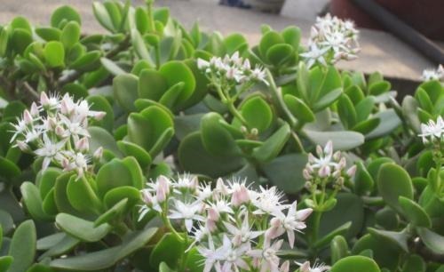 这几种花寿命长，一盆能活几十年，养在家里能当传家宝