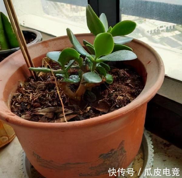 花市有大猫腻,新手养花总是挂,原因都在这里了