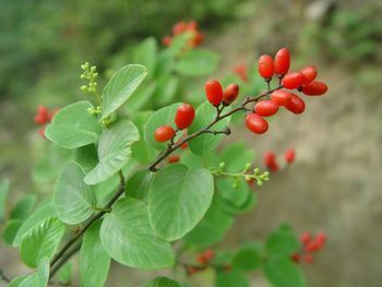 万物生长|它是治疗腰疼的特效药,价值珍贵,在农村却被当柴火烧掉,可惜了