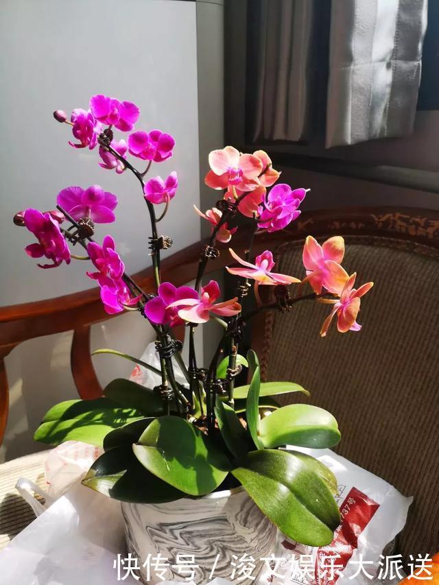 浸盆法|养花圈子中,1种花公认“不好养”,能养好的都是大神!