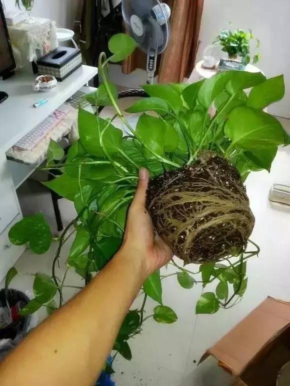 植物|快死的花卉这样做,能轻松起死回生!