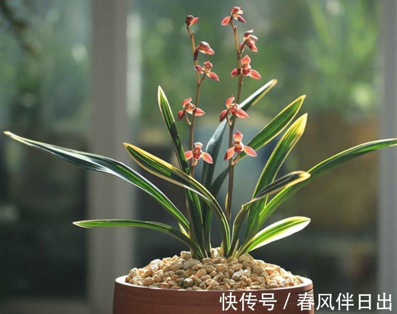 兰花|墨兰红神荷,一款品相独特的兰花,盆栽花大色艳,拍照十分美