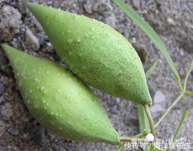 伙伴们|认识它,对您将有帮助,因为价值太珍贵了,且农村常见