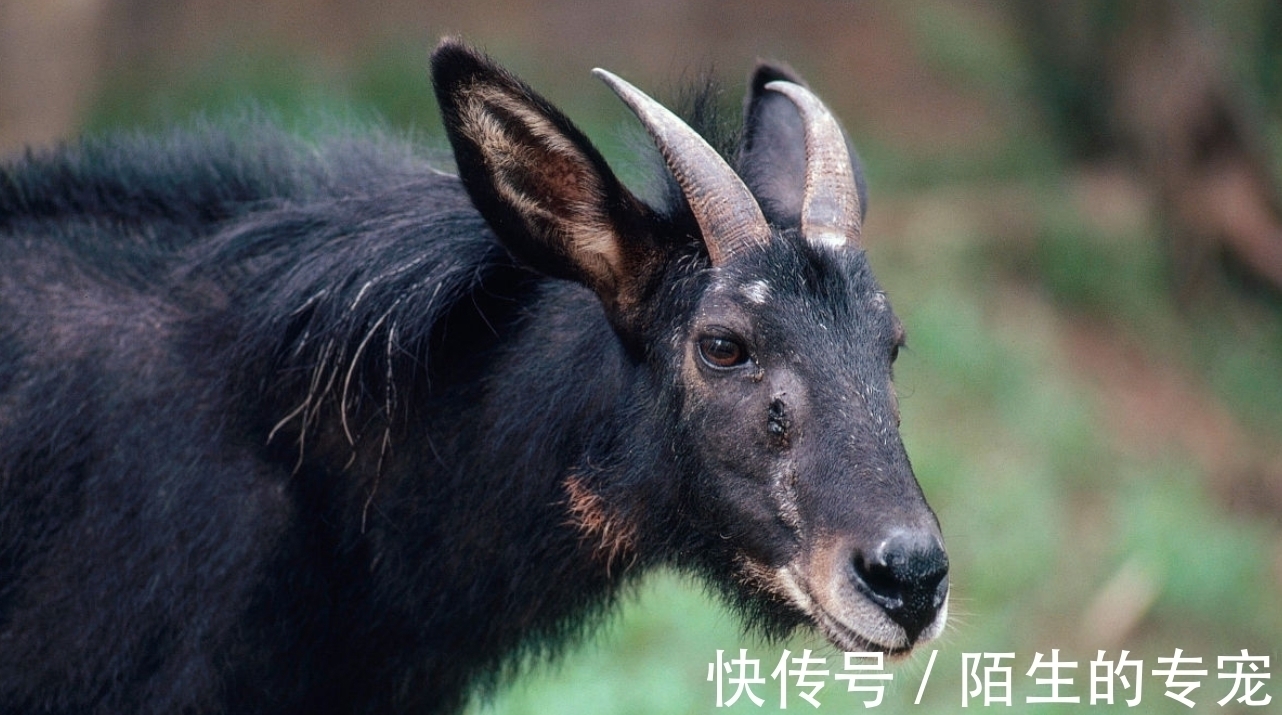 灭绝#“驴头狼”灭绝了50万年,如今又在神农架出现,这在警示什么?