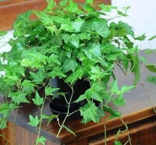 吸毒草|这4种“吸烟”花,养一盆,清除二手烟,还老人孩子一个健康的家