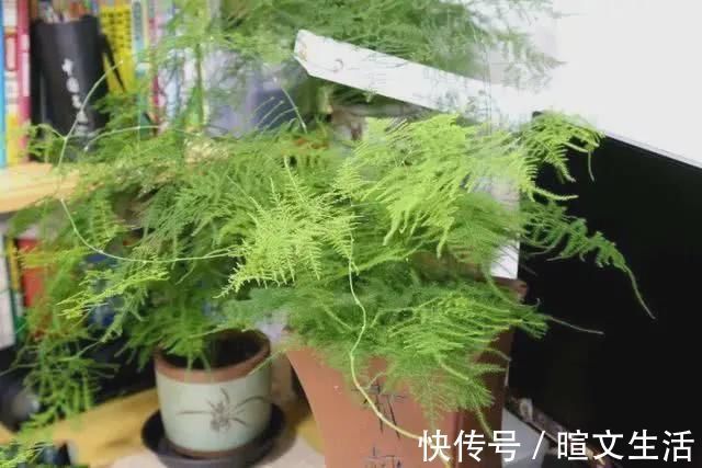 卧室养花就养这5种花,净化空气安心睡眠,好养又美丽