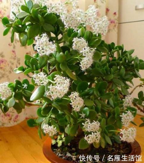 客厅见树，家业稳固！适合客厅养的五种树，大气美观，幸福感倍增