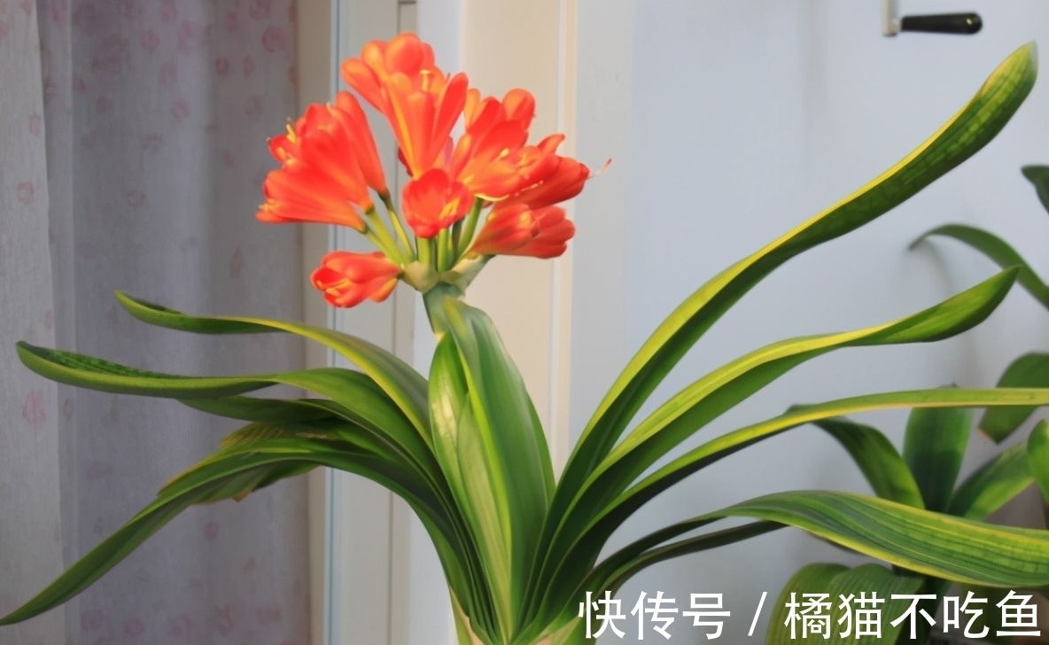 扇面|君子兰进入生长期,春天做好“3足”,新叶长得多,整齐又油亮