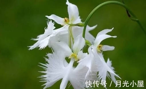 非洲白鹭花|喜欢养花,那就养盆奇特的花:非洲白鹭花,花像飞舞的白鹭
