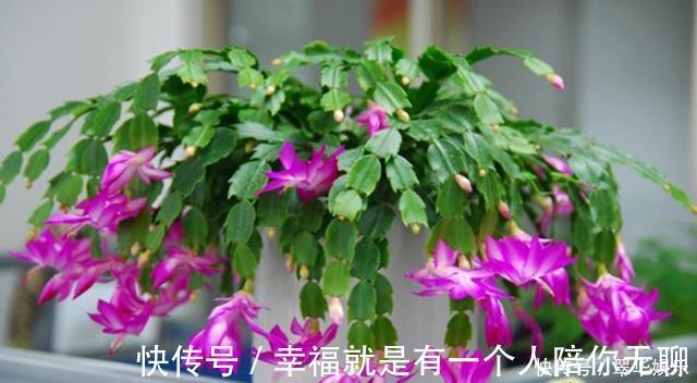 冠幅|养花的秘密小盆养好花，大盆养死花，知道为什么吗