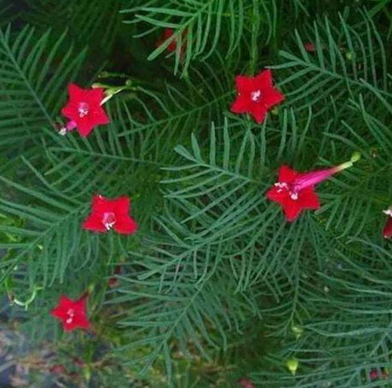 以下10种全年都能开花的室内盆栽,超好养护又容易爆盆!