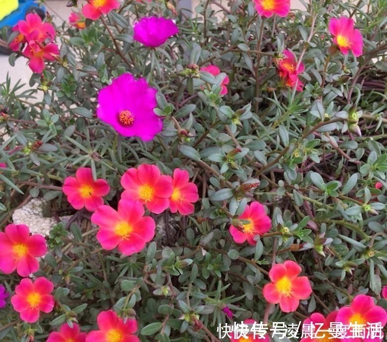 总觉得家里植物开花太少,可以试试这些花,开花量非常大