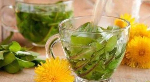 药草|蒲公英虽被称为“药草皇后”,但泡水喝时,要格外注意这三点