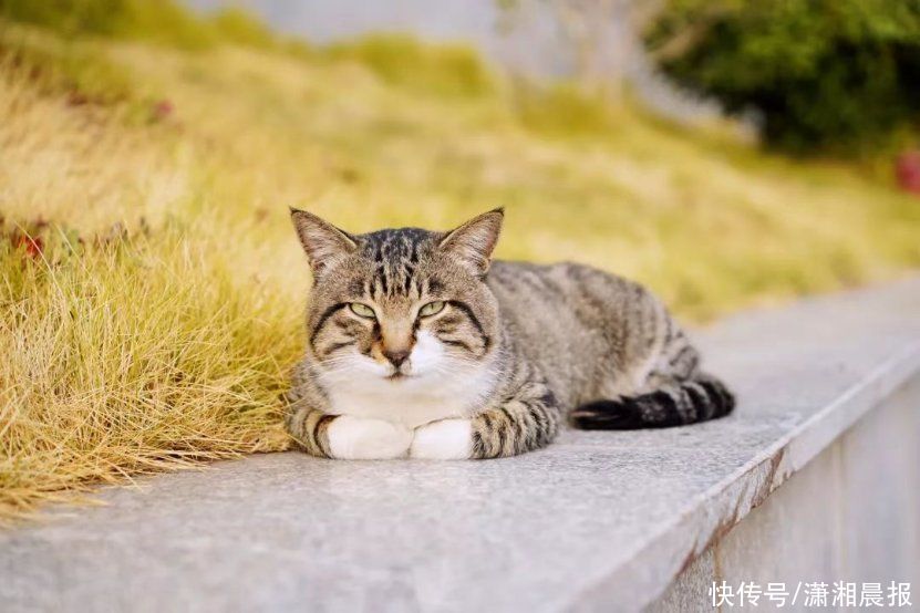 花花校园 | 春日游，湖南高铁职院里繁花闹枝头