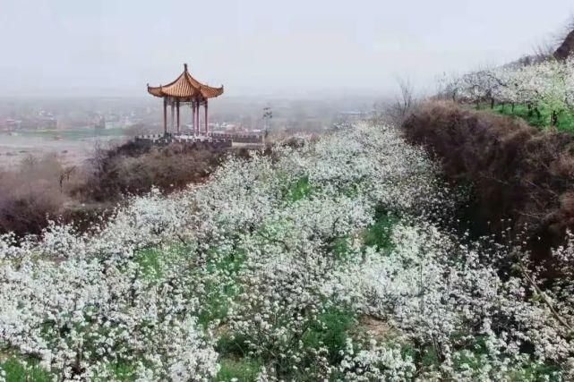 花海惹人醉，梨乡等你来！