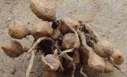 “姜”丢进盆里就能活，开出漂亮“大花苞”，不仅好看、更好养