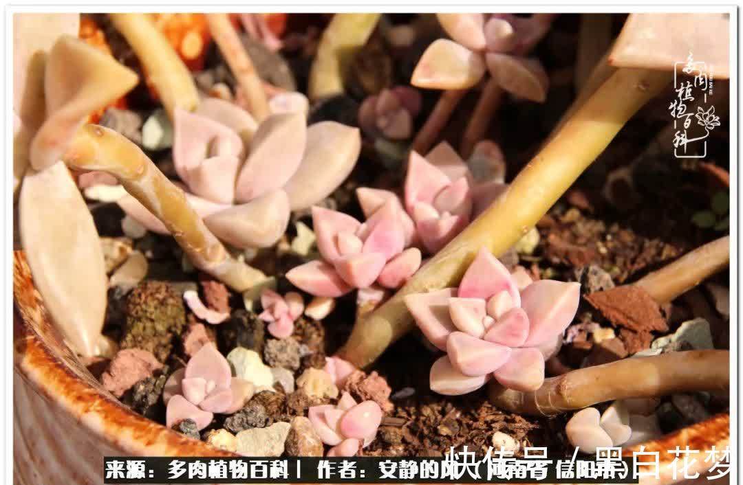 阳台多肉党的幸福生活!
