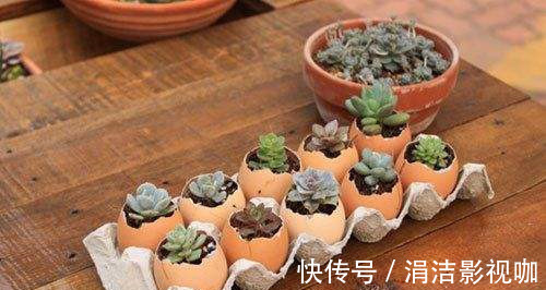 她从不买“花盆”,种出来的花却美的让人称赞,朋友都来向她学习