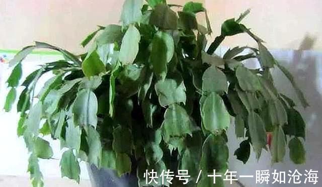 烂根|蟹爪兰发出这个“信号”,一定不要忽视,是在提醒你