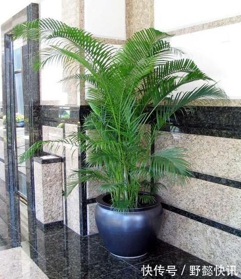 空气|净化空气室内盆栽这3款绿植,夜间不与人争氧,还促进睡眠