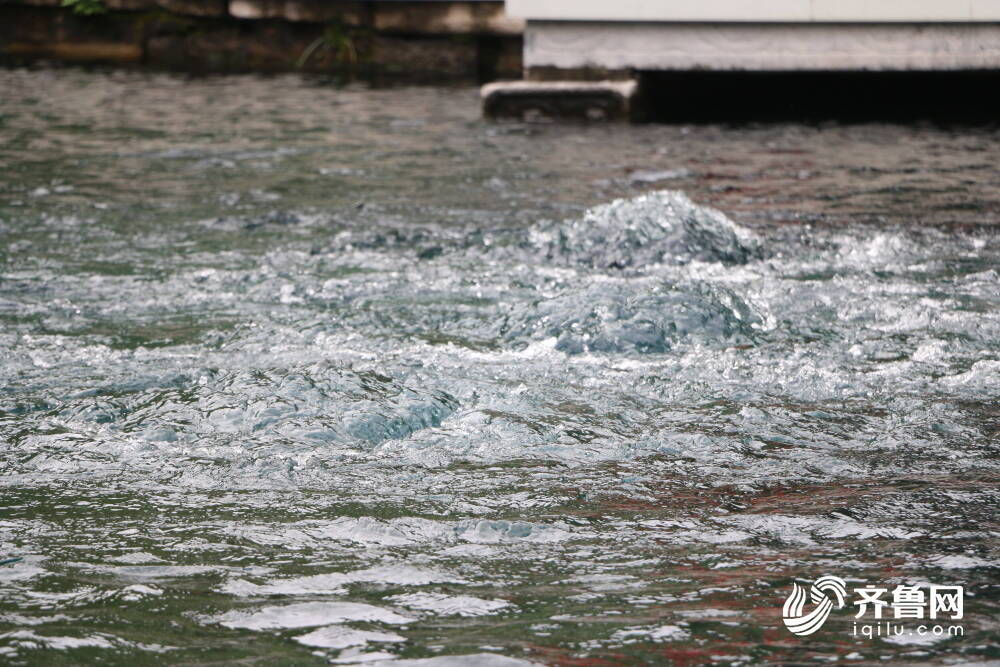 秋雨|秋雨后济南趵突泉水位一夜上涨4厘米 此前连续12天呈下降趋势