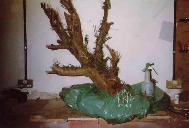 盆景|爱木盆景I普通紫杉盆景桩材大变身,舍利雕刻是重点,这才是高手