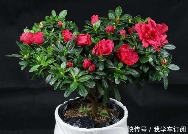 花切|养花时注意,这4种花切不可用大花盆,越小越好,长得旺盛有气质!