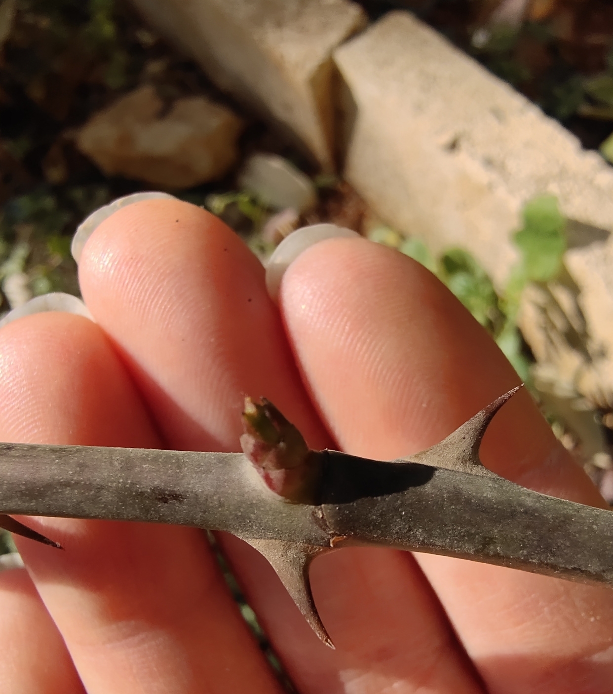 早春养月季,把握好3个词,生长开花不用愁