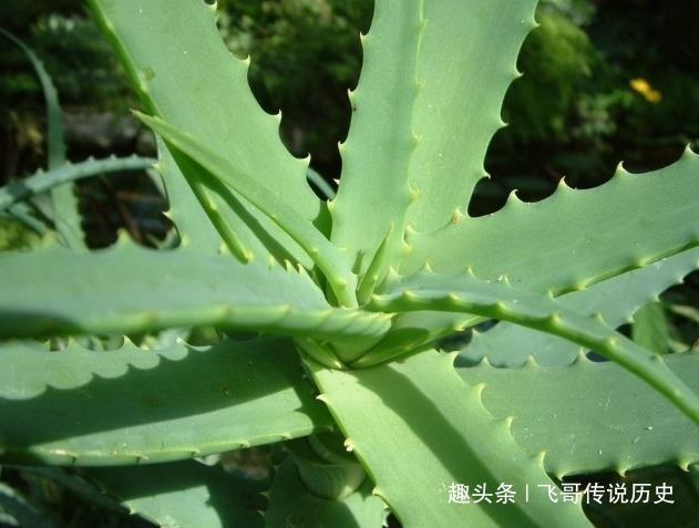 此花叶子像是一把宝剑，宛如少女晶莹剔透的皮肤，寓意着自卑的爱