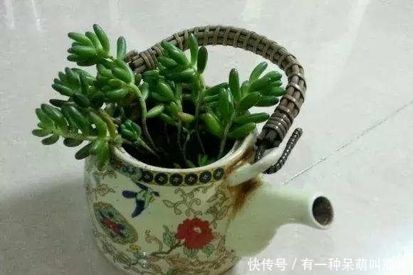 邻居捡破烂养花,全家都反对,栽上花后都笑了!