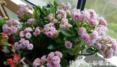 鸡蛋黄|长寿花,入冬前食用它,开花提前20天,一开上百朵,美爆了!